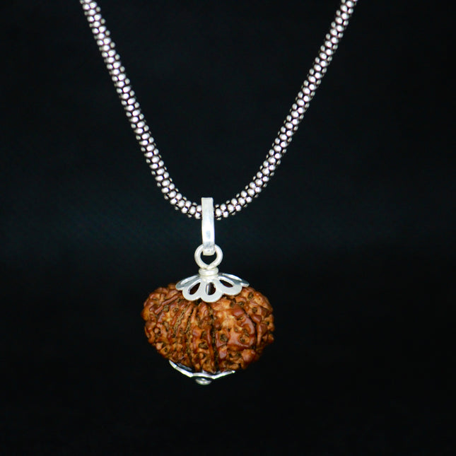 12 Mukhi Original Rudraksha